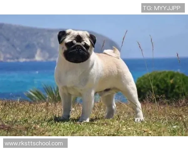 世界足球球星与爱犬亲密合照排名揭晓 前十名最宠爱犬种曝光